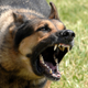 Illustration for article titled Dogs Are Surprisingly Stressed and Anxious, Study Finds